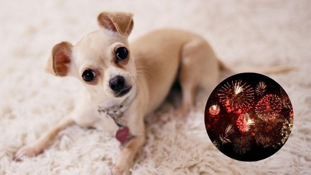 Aumentan los reportes por pólvora durante el Día de las Velitas