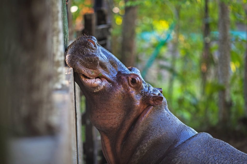 Los hipopótamos de Pablo Escobar, 40 años de un grave problema ambiental | Internacional