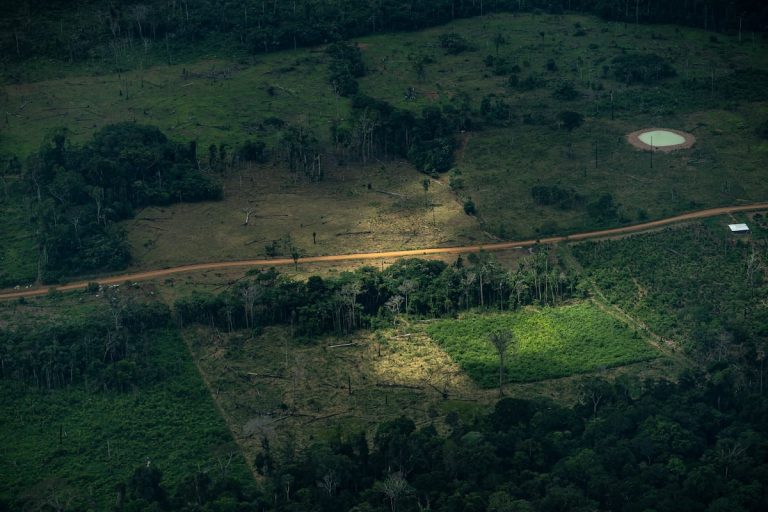 Selva tomada: la Amazonía que no se entiende en cifras