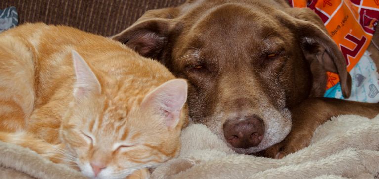 Habrá jornada de adopción animal en Cali este fin de semana