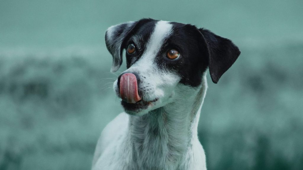 dónde y cuándo se realizará