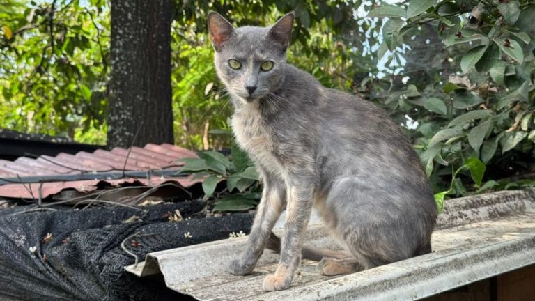 Preocupación en barrio San Judas