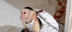 Mono capuchino fue rescatado luego de estar tres años encadenado en Yotoco, Valle del Cauca