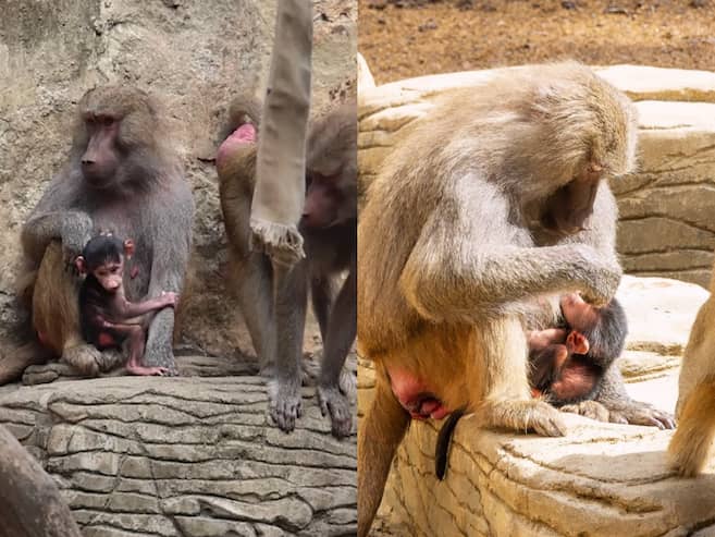 Un nuevo integrante llegó a la familia del Zoológico de Cali