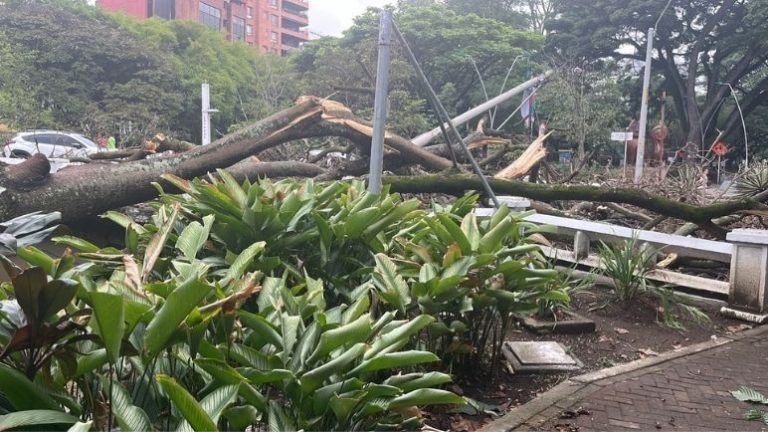 Esta vía en el oeste de Cali se encuentra cerrada por caída de árbol