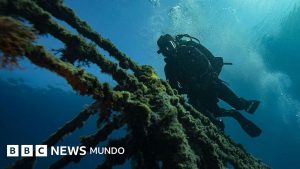 Cómo los buques varados en el estrecho de Ormuz pueden desencadenar una «superpropagación» de especies marinas invasoras