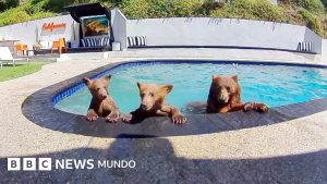 EN VIDEO | Compartimos casa con una familia de osos que se baña varios días a la semana en nuestra piscina