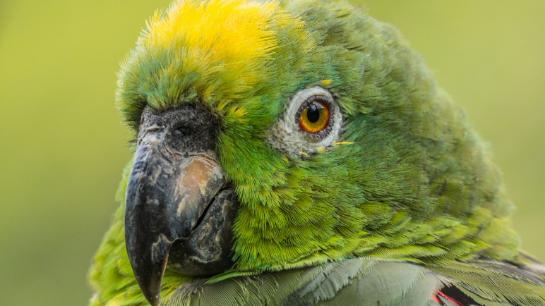 Conoce la biodiversidad de la ciudad