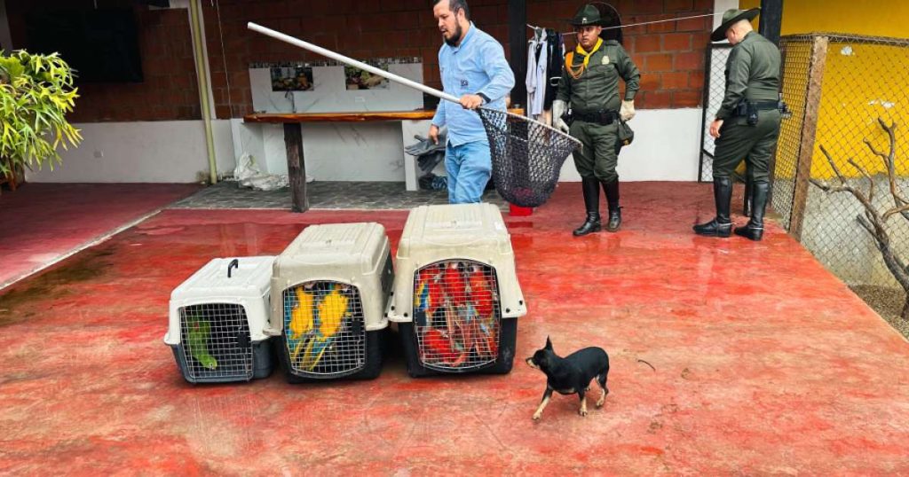 Incautan seis guacamayas y una lora amazónica que estaban en cautiverio en Valle del Cauca